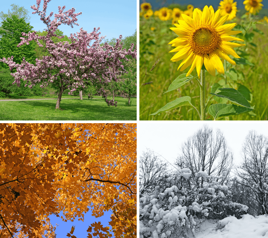 A collage featuring vibrant spring blossoms, a sunny sunflower, autumn foliage, and a snow-covered landscape.