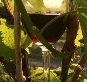 Tillinghast Manor - Glass of Red Wine in grape vines