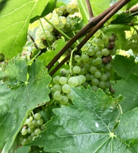 Grapes on the Vine. Green