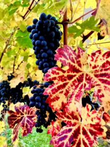 Tillinghast Manor Grapes with Fall Colors