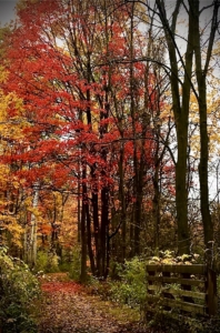 Hiking Trail - Fall Trees