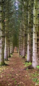 Hiking Trail - White Birch Trees