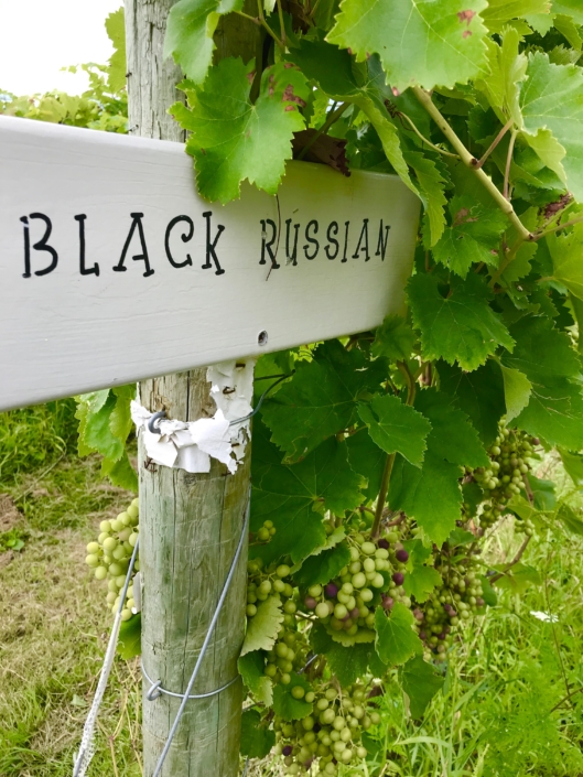 Wine TRail - Black Russian Grapess