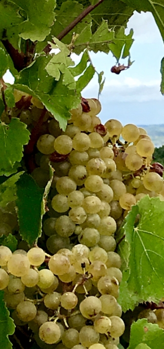 Wine Trail Grapes